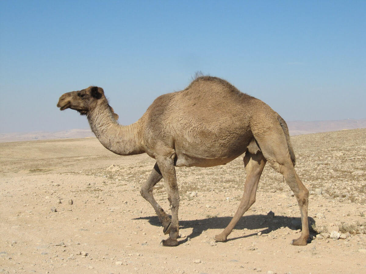 A dromedary camel walking in the desert