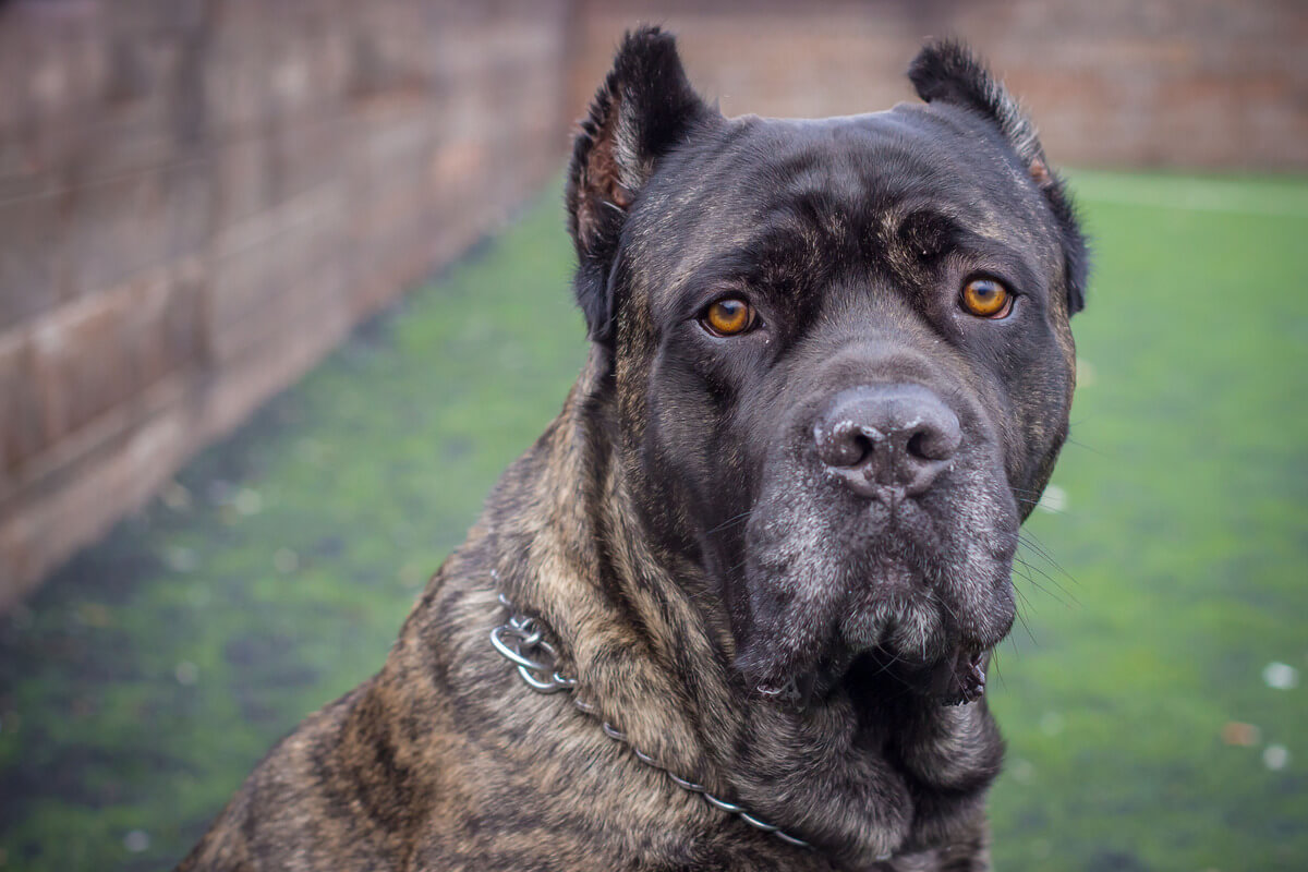 A closeup picture of the face of a cane corso dog