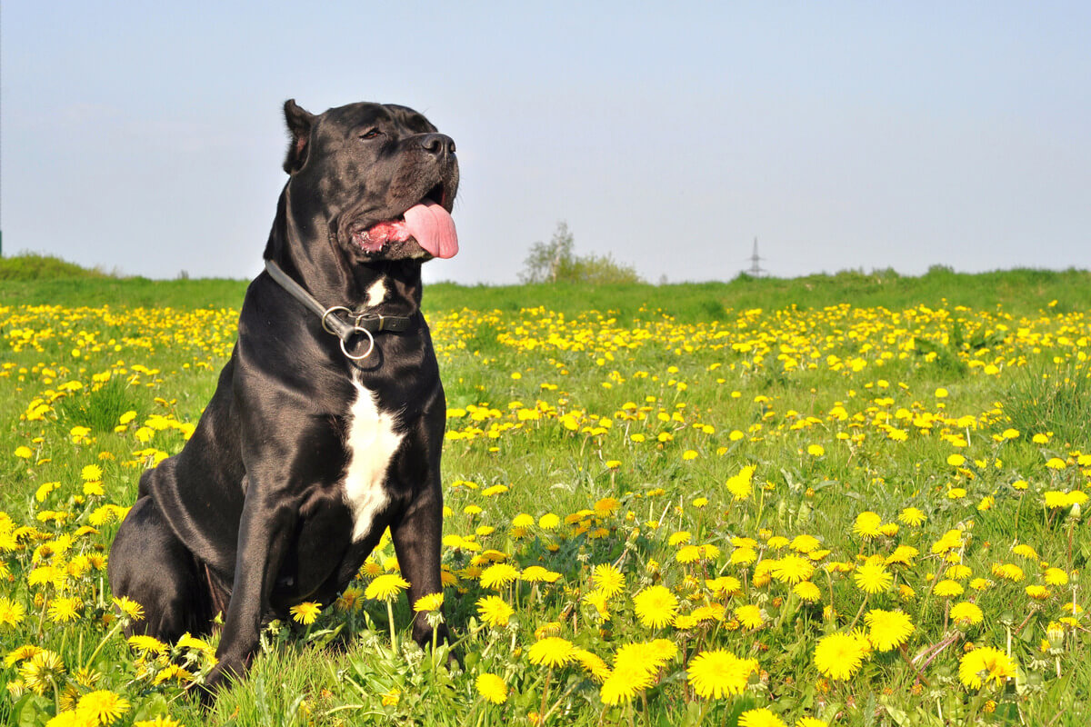 A large cane corso dog in a field